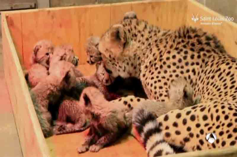 Los ultra ricos están comprando guepardos que conducen a su extinción
