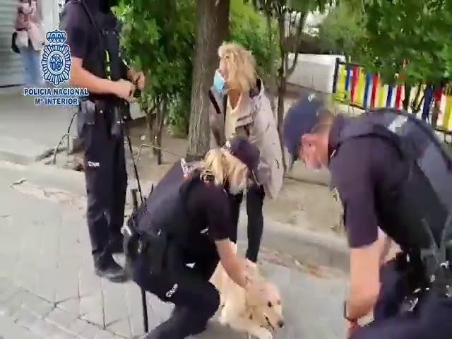 Detenido un hombre en Madrid que robó un coche con una perra dentro