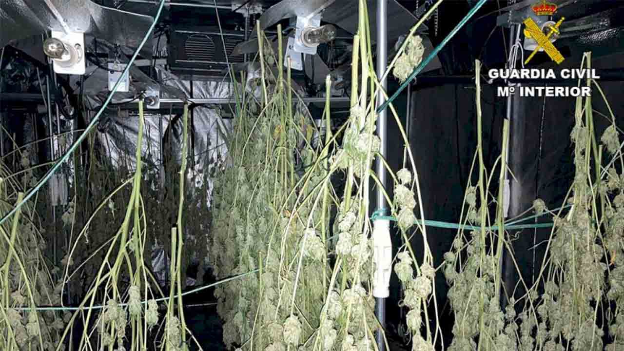 Desmantelada una plantación de marihuana ubicada en un chalet de lujo de Altea