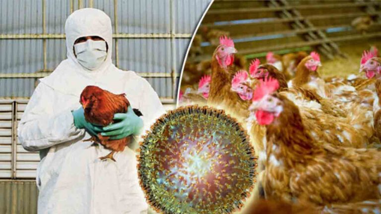 Un brote de gripe aviar en Japón obliga a sacrificar a miles de pollos