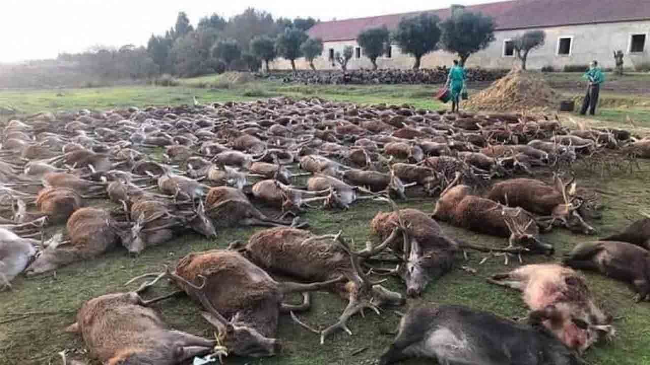 Cazadores españoles masacran 540 animales en Portugal en sólo dos días