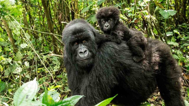 República Democrática del Congo: Seis guardabosques asesinados en una emboscada en el parque nacional Virunga