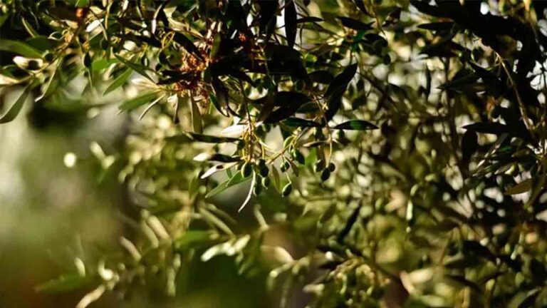 Autorregulación del sector del aceite de oliva