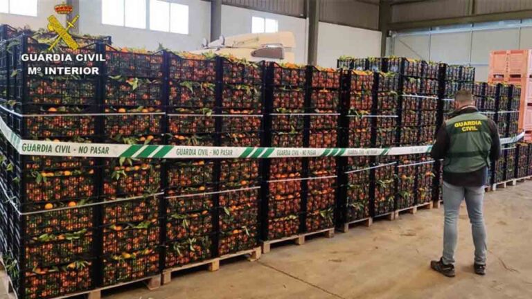 Intervenidas 12 toneladas de naranjas recogidas sin autorización