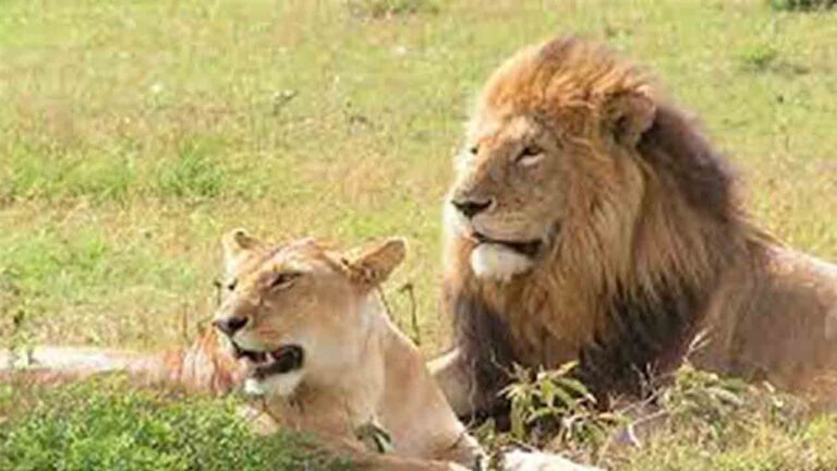 Investigan la muerte de seis leones en Uganda que podrían haber sido envenenados