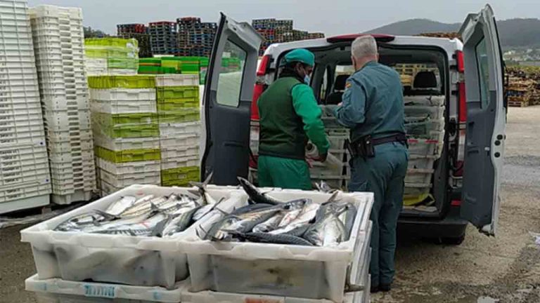 Decomisados 8.000 kilos de caballa de dos camiones en Lugo