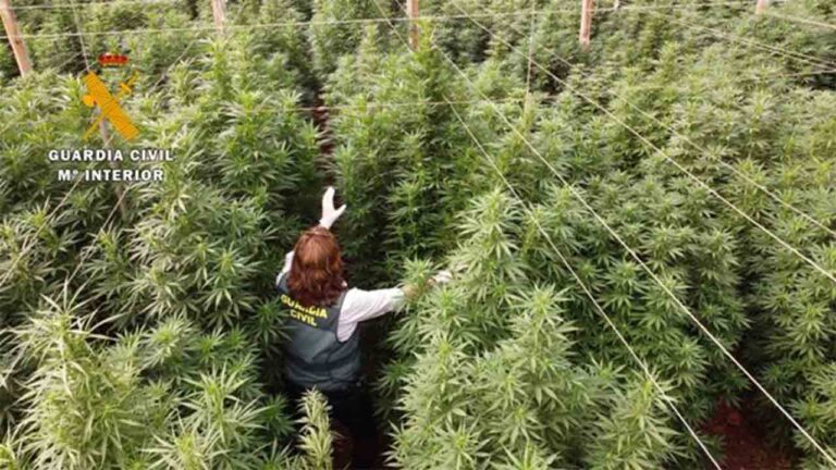 Intervenidas 125.000 plantas de cannabis en ocho plantaciones de cáñamo