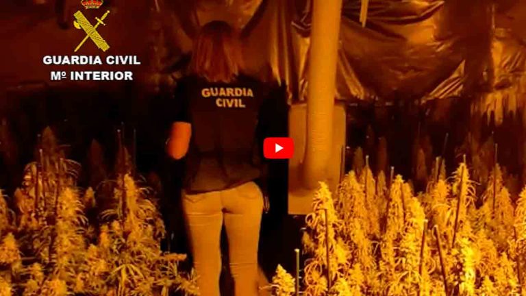Dos detenidos por cultivo de marihuana en Torrejón del Rey (Guadalajara)